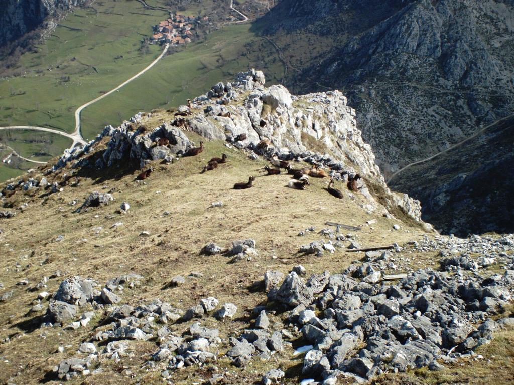 Viviendas De Uso Turistico La Arboleda I Y II Colombres Eksteriør bilde